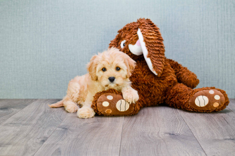 Cavapoo Puppy for Adoption