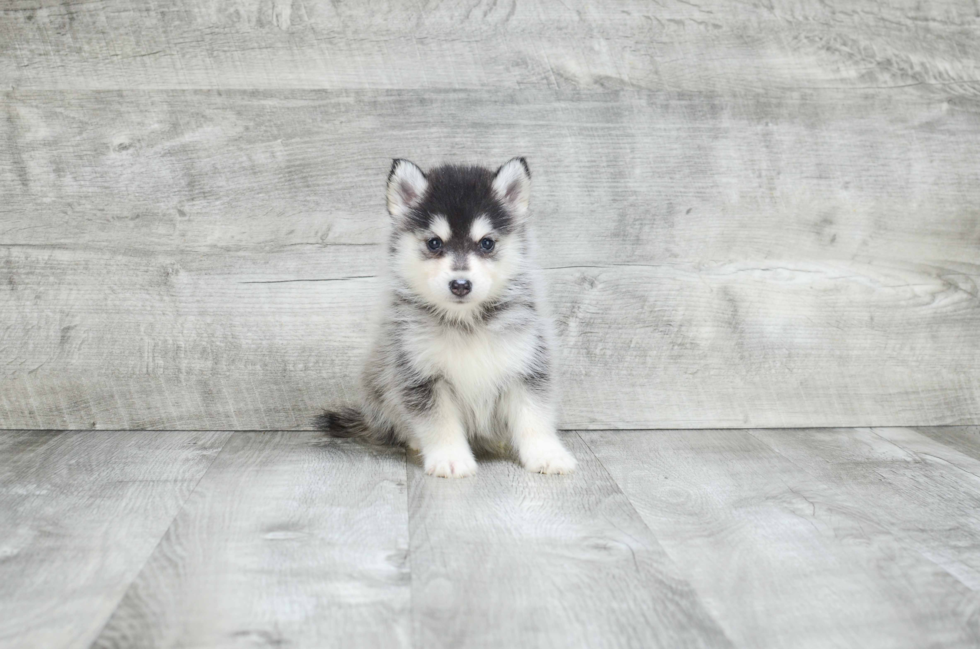 Pomsky Pup Being Cute