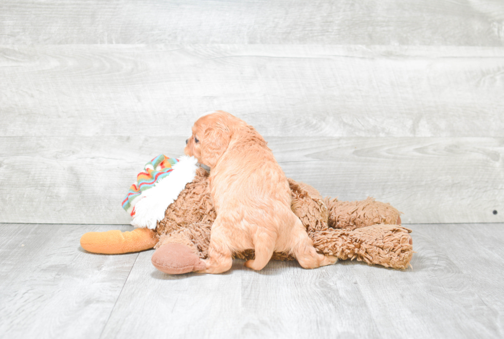 Small Cavapoo Baby