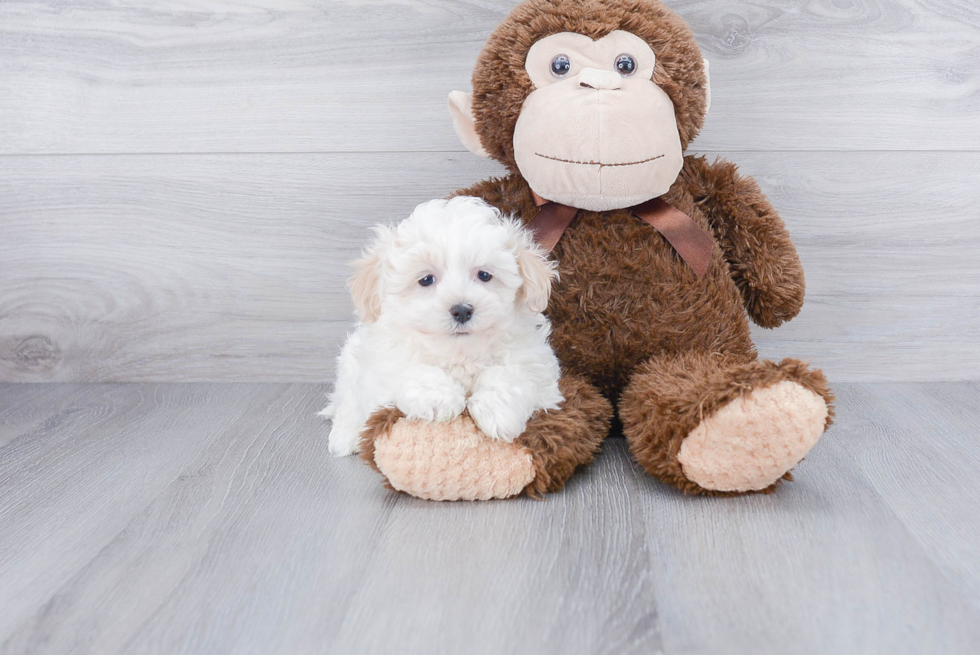 Best Maltipoo Baby