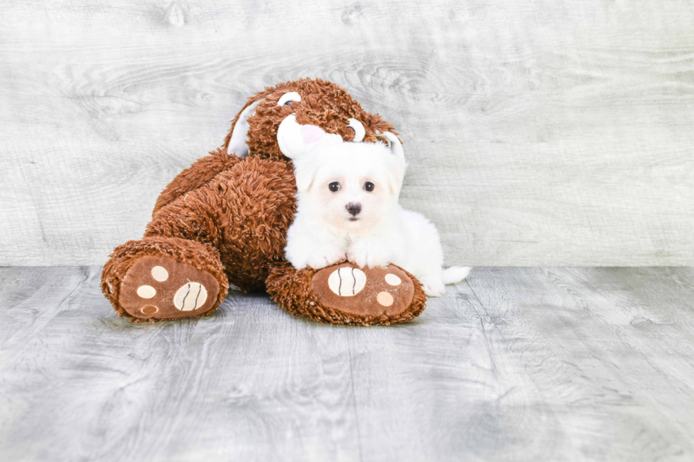 Smart Maltese Purebred Puppy