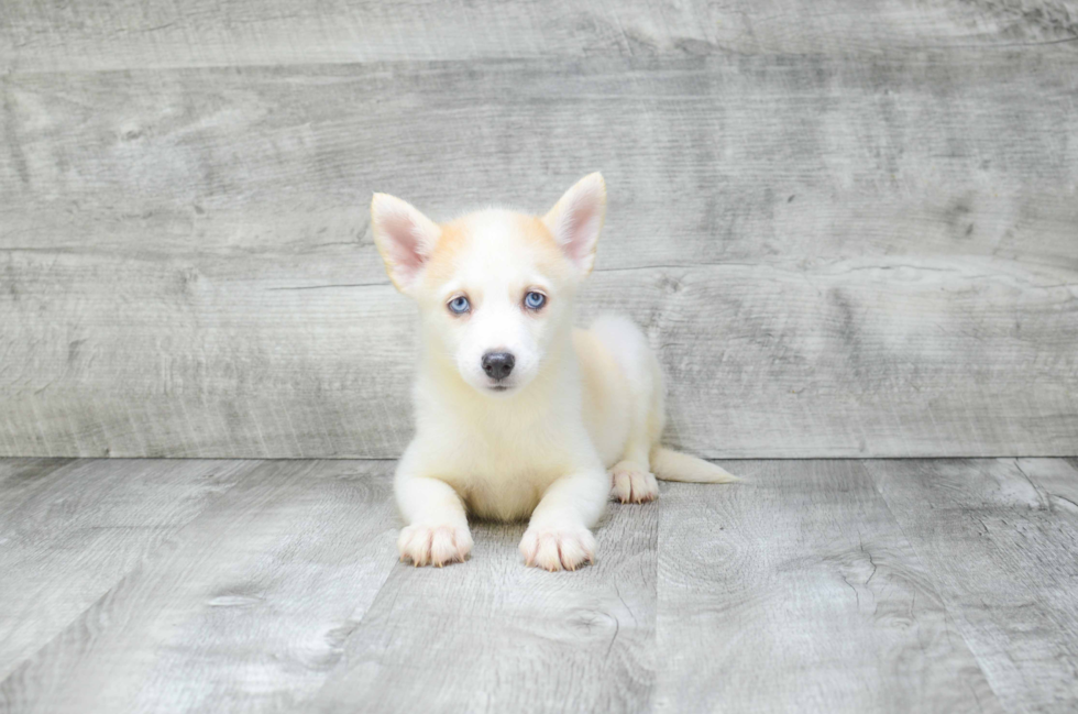 Playful Mini Husky Designer Puppy