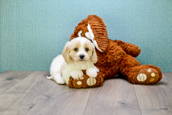 Cavachon Puppy for Adoption