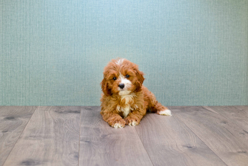 Best Cavapoo Baby