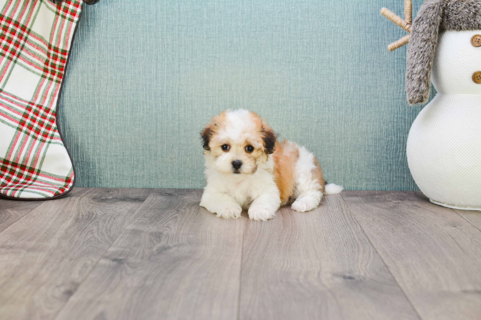 Energetic Havanese Purebred Puppy