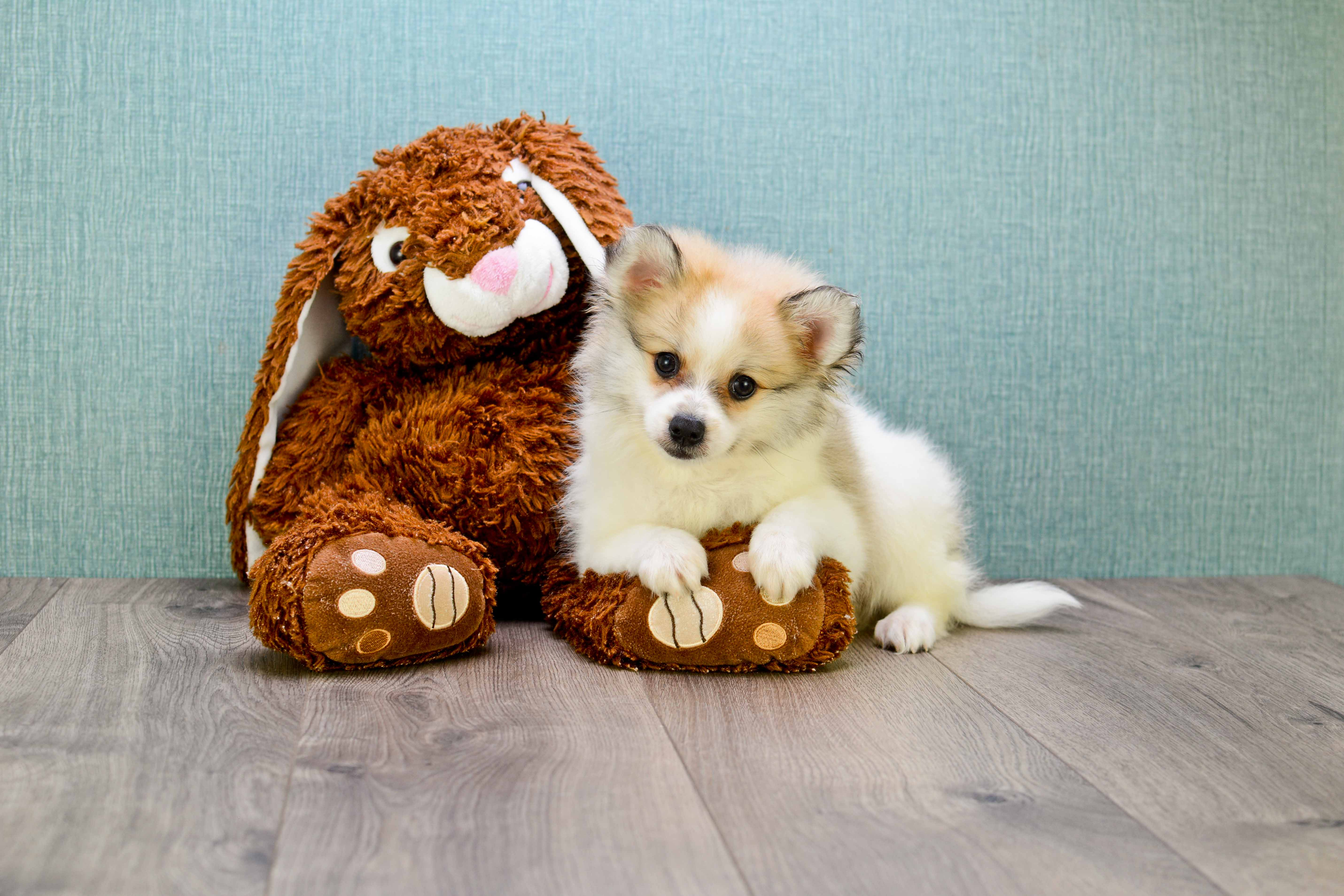 Funny Pomeranian Baby