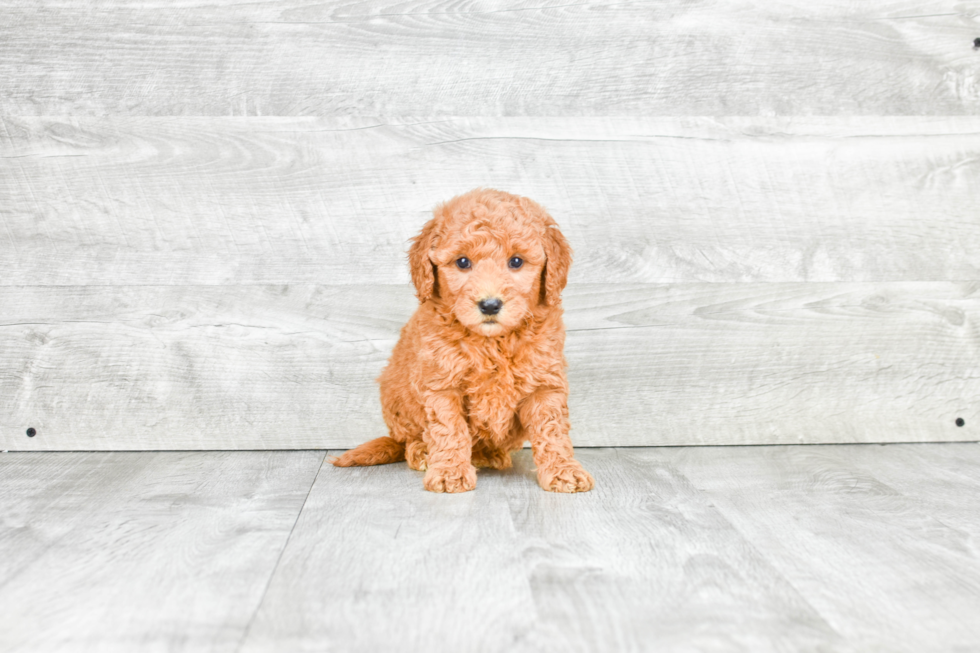 Mini Goldendoodle Pup Being Cute