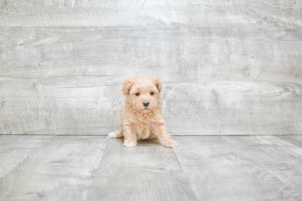 Havanese Pup Being Cute