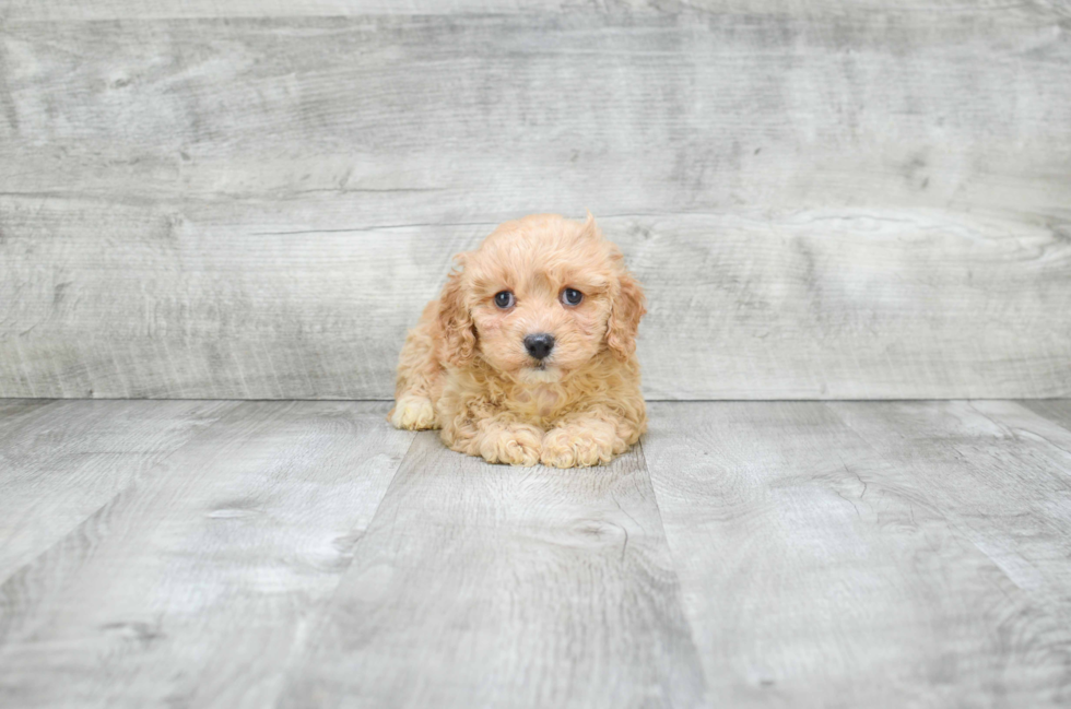 Fluffy Cavapoo Poodle Mix Pup