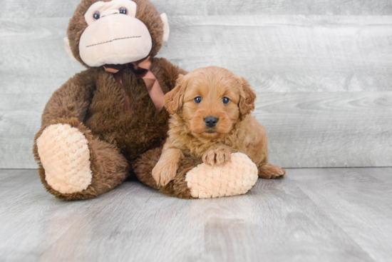 Energetic Golden Retriever Poodle Mix Puppy