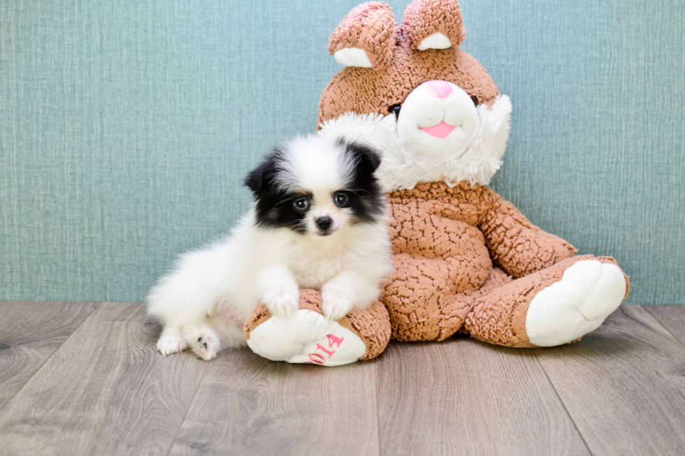 Pomeranian Puppy for Adoption