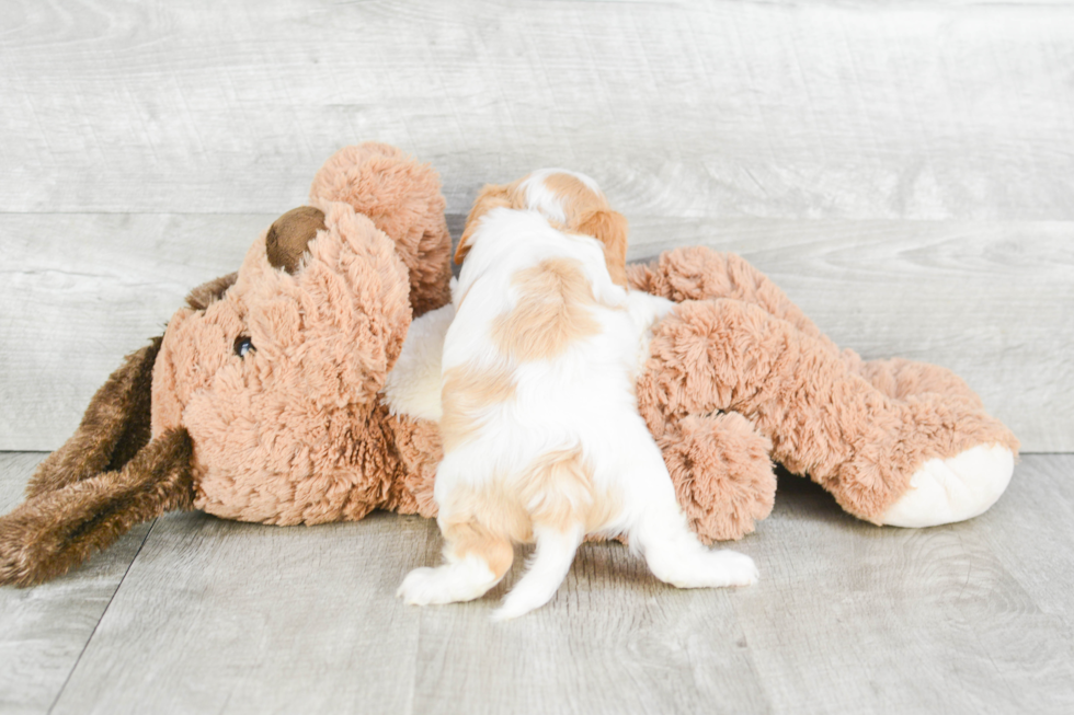 Popular Cavapoo Poodle Mix Pup