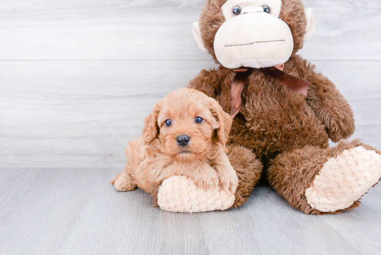 Cavapoo Puppy for Adoption