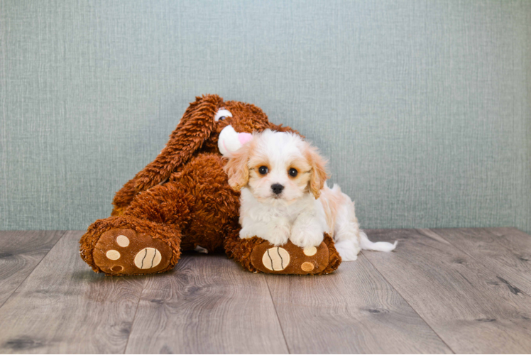 Cavachon Puppy for Adoption