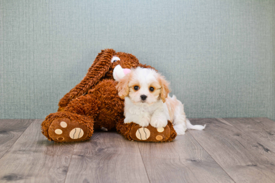 Cavachon Puppy for Adoption