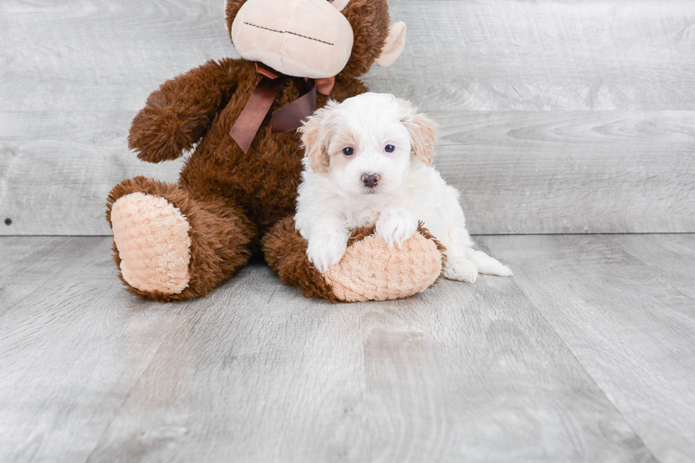 Petite Maltipoo Poodle Mix Pup