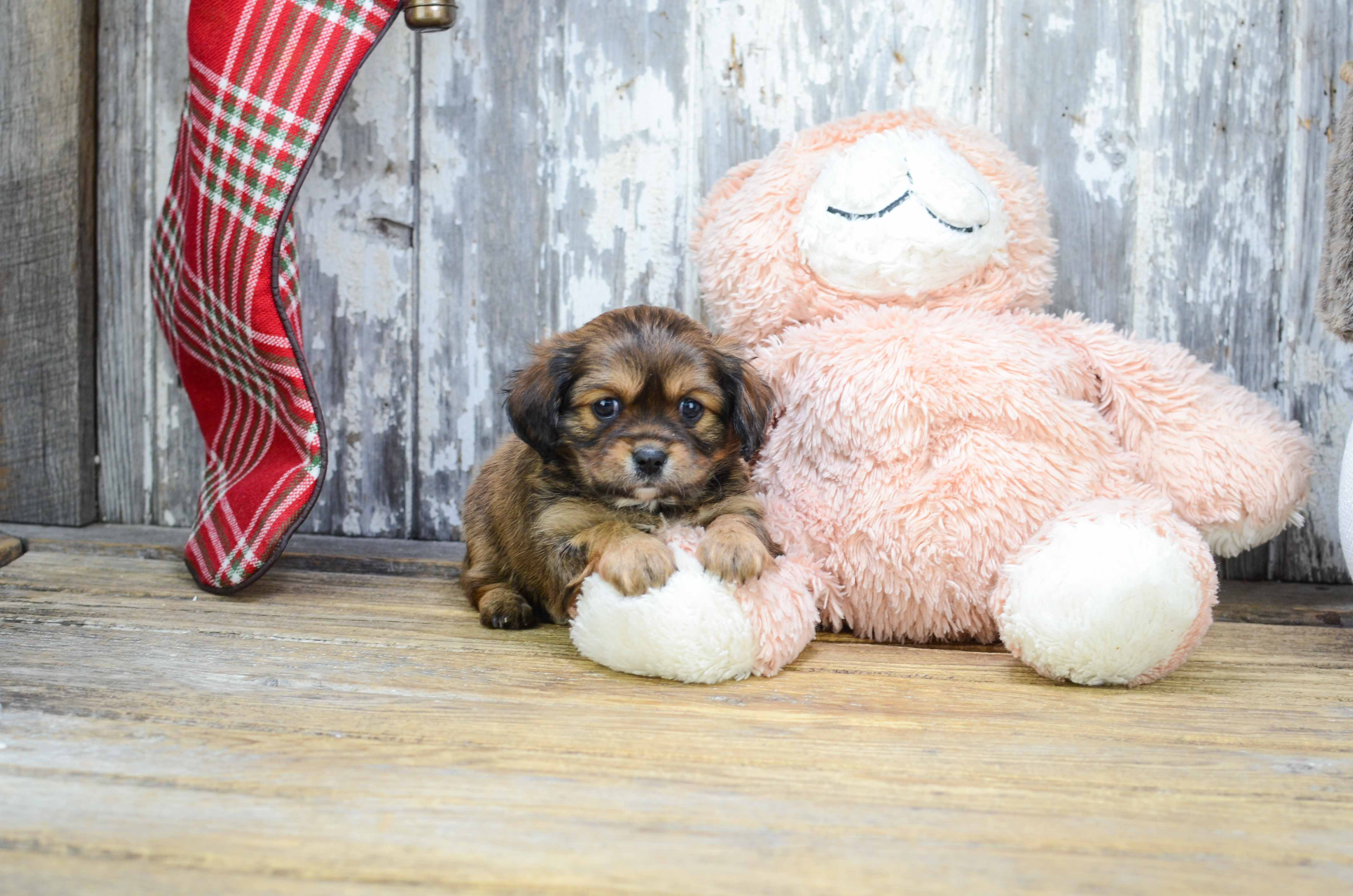 Best Shorkie Baby