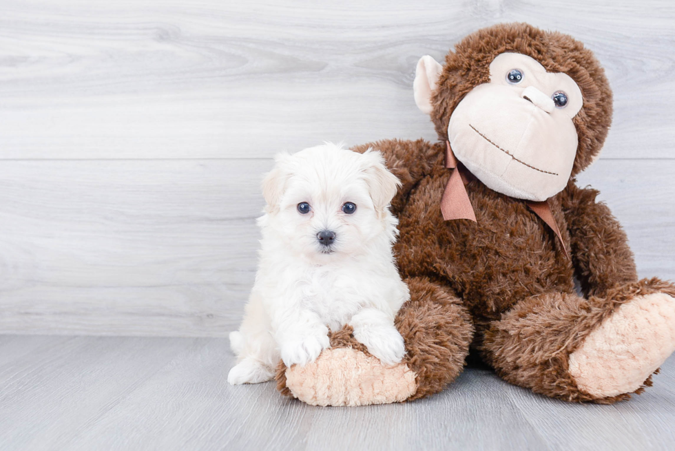 Best Maltipoo Baby