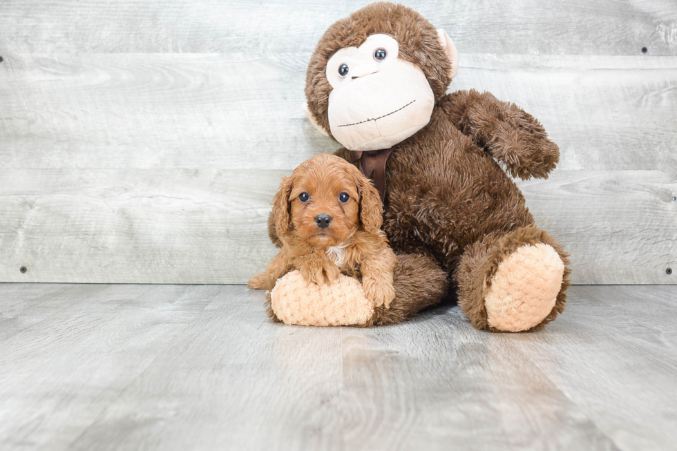 Cavapoo Pup Being Cute