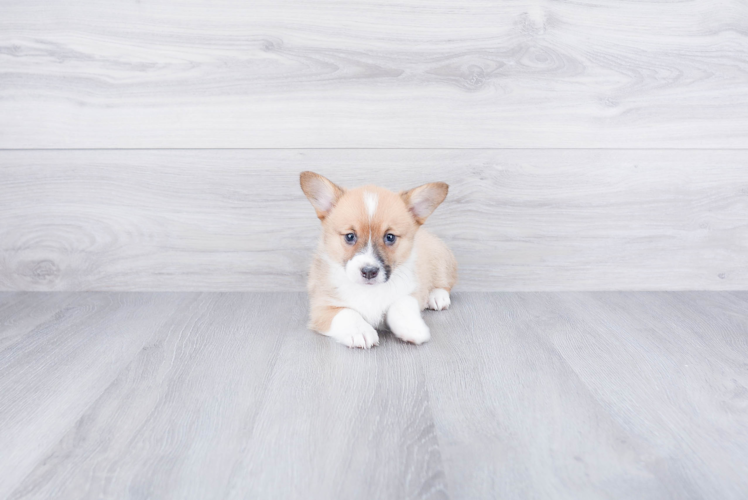 Pembroke Welsh Corgi Puppy for Adoption