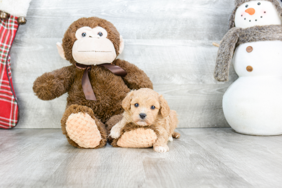 Cavapoo Pup Being Cute