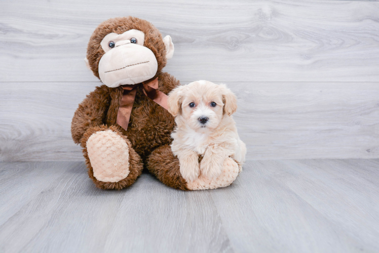 Best Maltipoo Baby