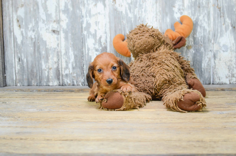 Cute Dachshund Purebred Pup