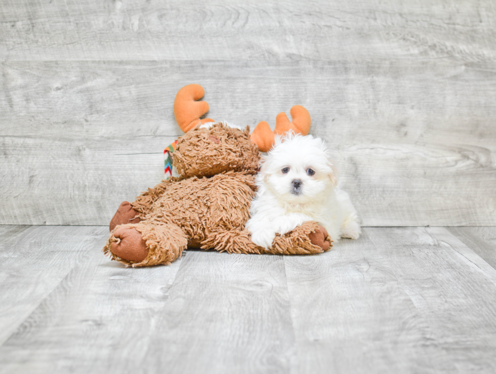 Fluffy Teddy Bear Designer Pup