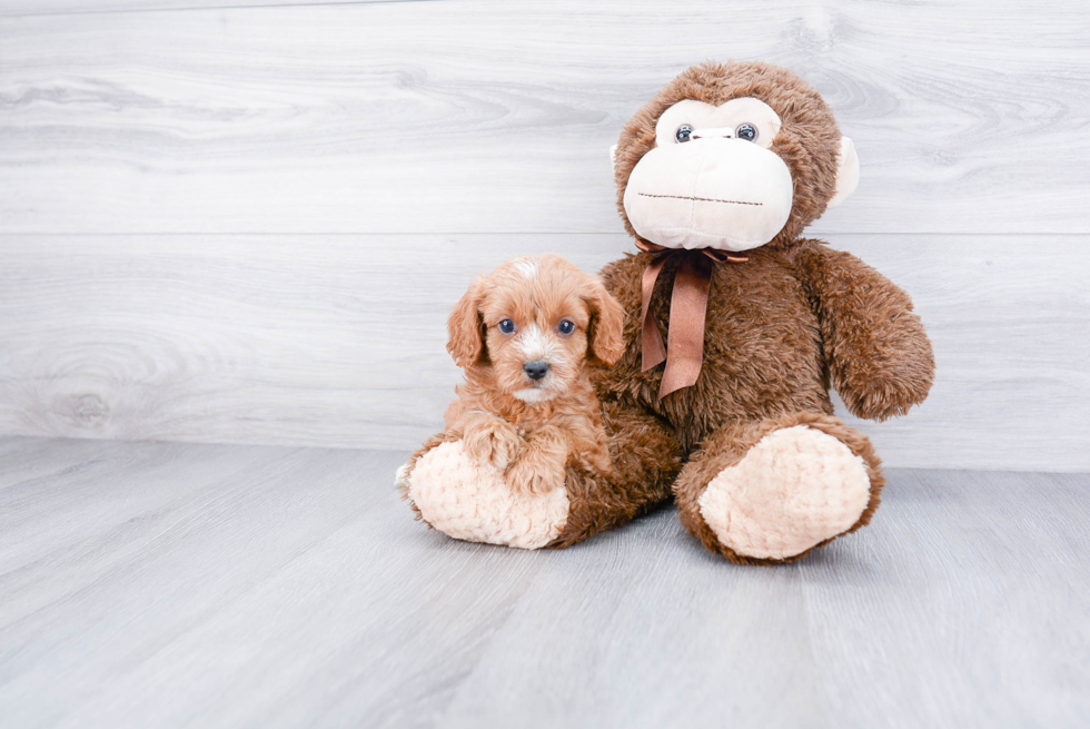 Little Cavoodle Poodle Mix Puppy