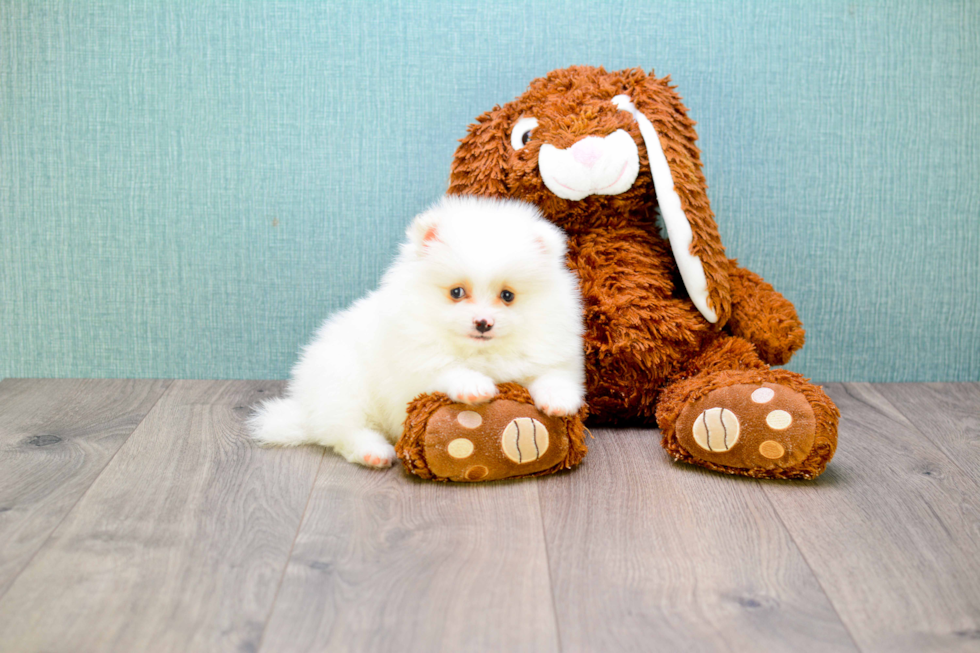 Pomeranian Pup Being Cute