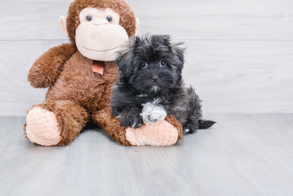 Havanese Puppy for Adoption