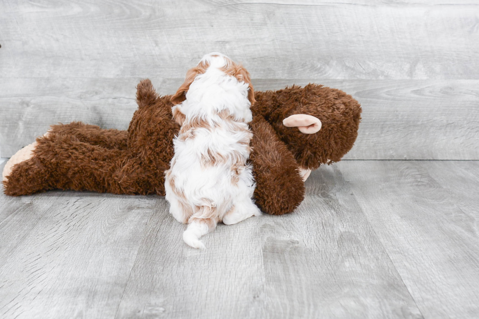 Best Cavapoo Baby