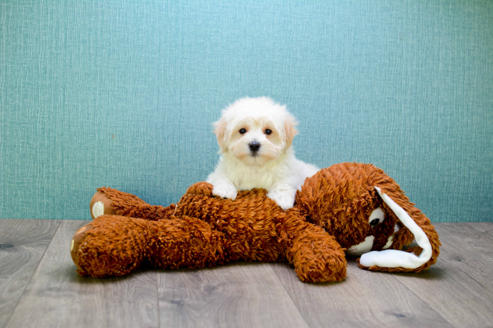 Best Maltipoo Baby