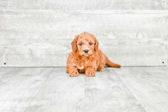 Mini Goldendoodle Puppy for Adoption