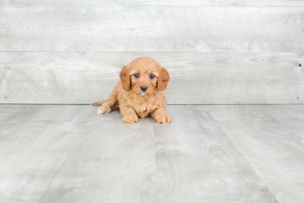 Cavapoo Puppy for Adoption