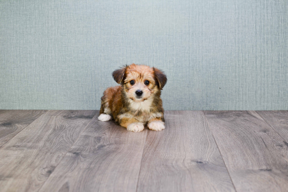 Hypoallergenic Yorkie Designer Puppy