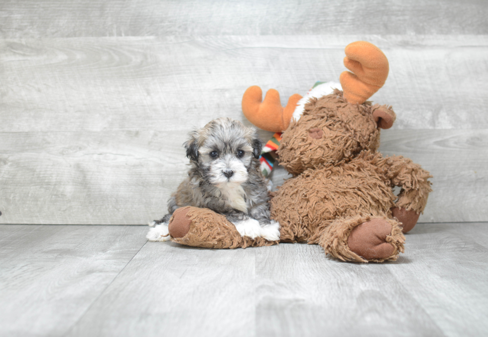 Havanese Puppy for Adoption