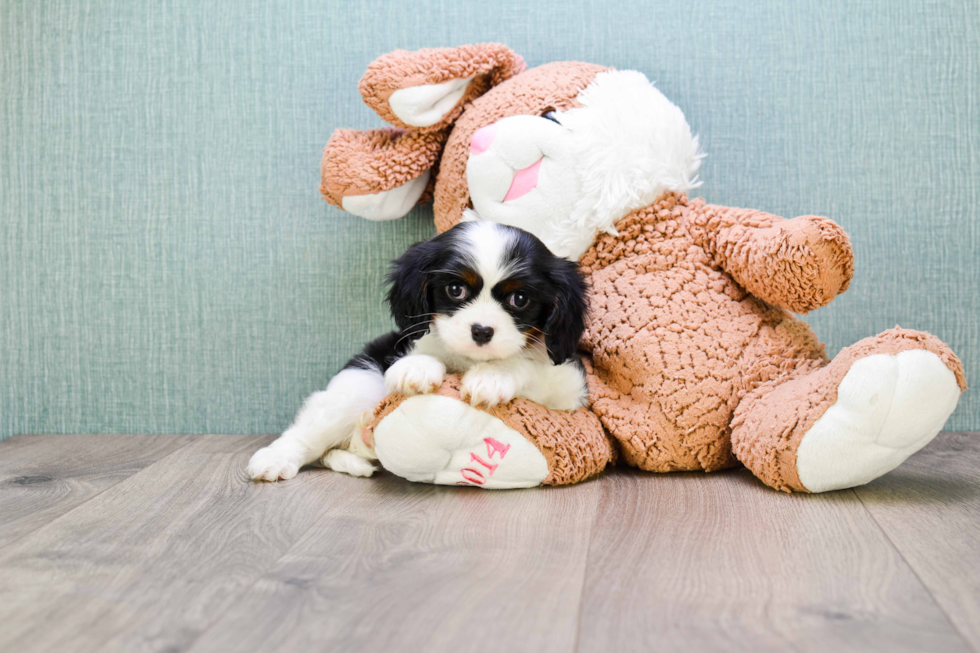 Cavalier King Charles Spaniel Puppy for Adoption