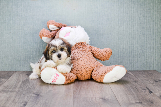 Popular Teddy Bear Designer Pup