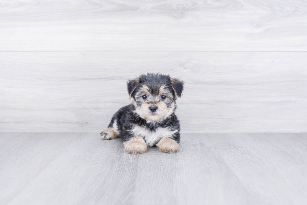 Adorable Yorkie Designer Puppy