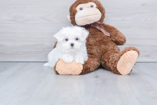 Small Maltese Purebred Pup