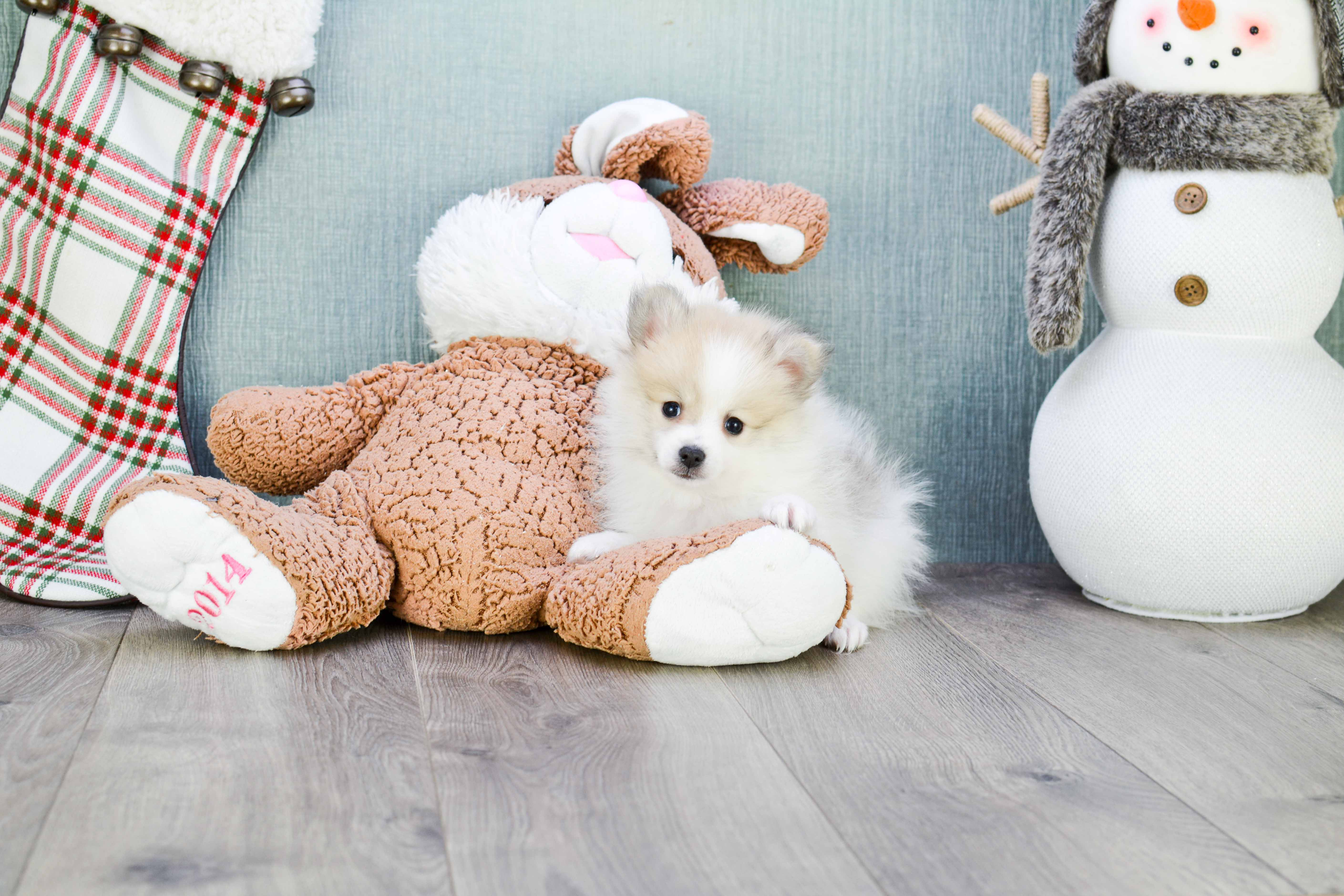 Sweet Pomeranian Purebred Puppy