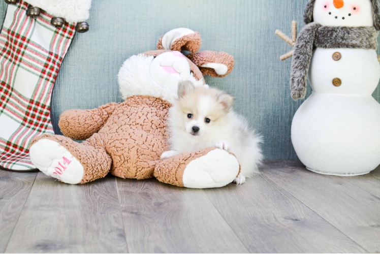 Sweet Pomeranian Purebred Puppy