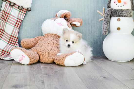 Sweet Pomeranian Purebred Puppy