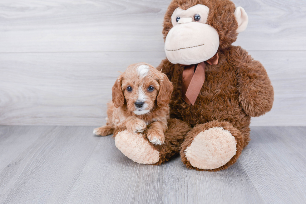 Smart Cavapoo Poodle Mix Pup