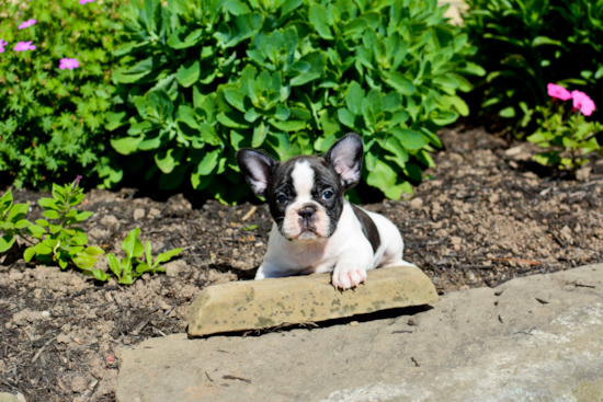 Adorable Frenchie Purebred Puppy