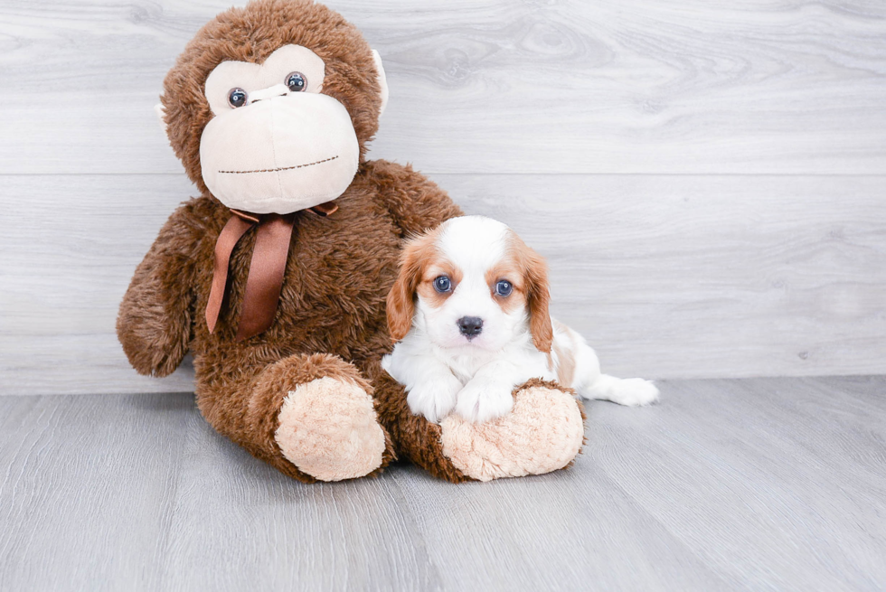 Cavalier King Charles Spaniel Puppy for Adoption