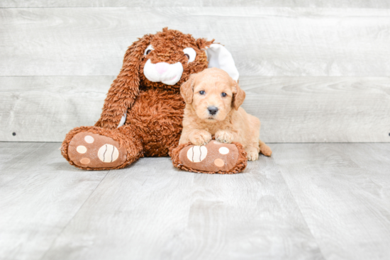 Happy Mini Goldendoodle Baby