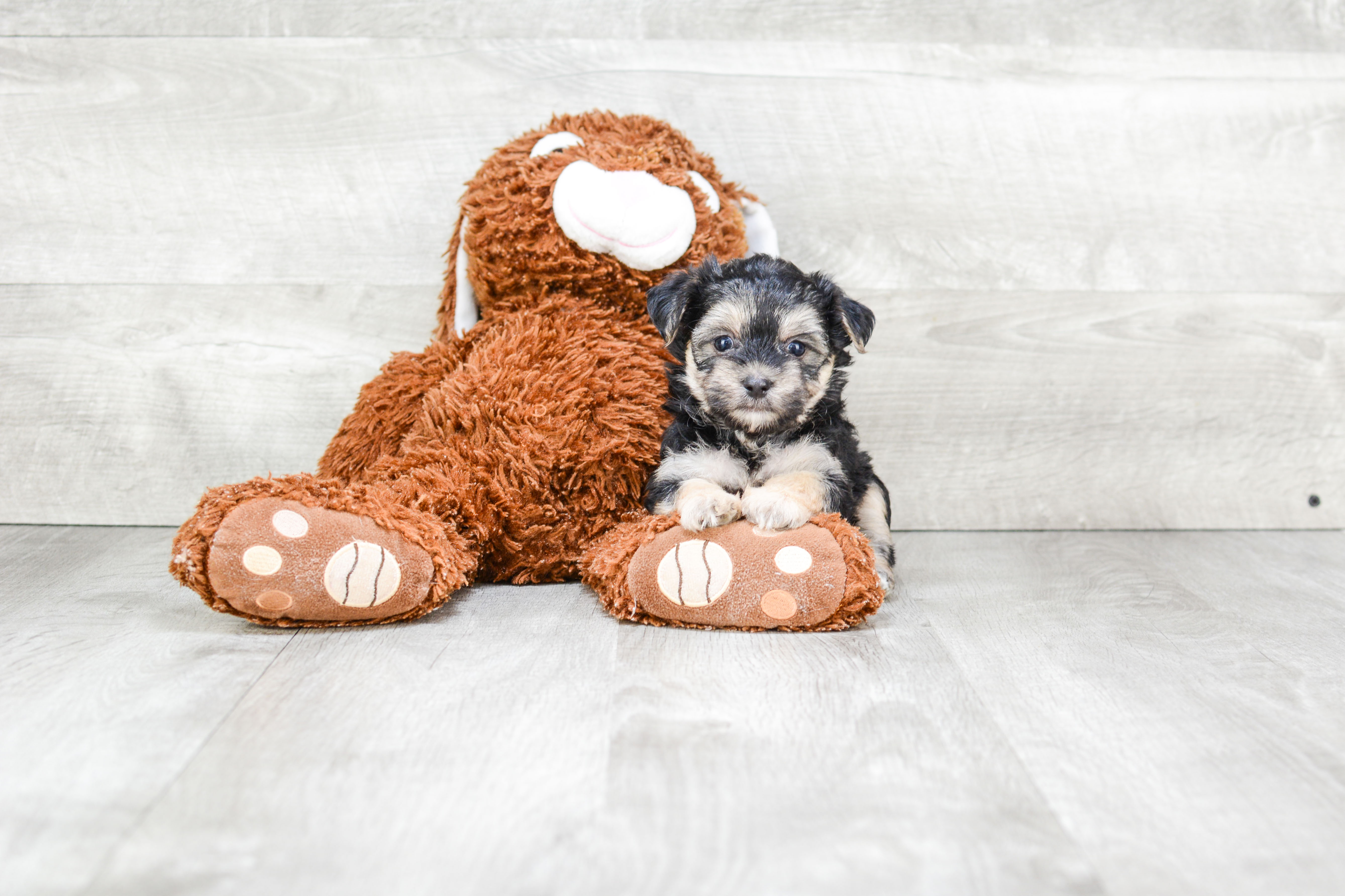 Morkie Puppy for Adoption