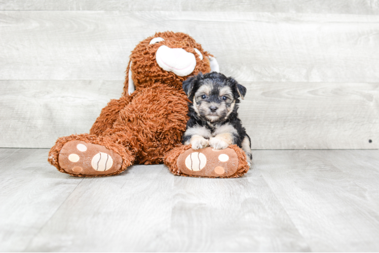 Morkie Puppy for Adoption